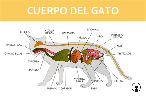 Descubre La Fascinante Anatom A Del Gato Gu A Completa Mascotas