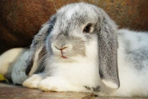 Why Do Some Rabbits Have Floppy Ears Bela Pets