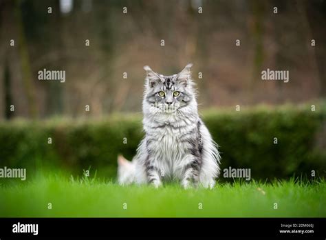 Silver Tabby Maine Coon Cat Sitting On Grass Looking At Camera Outdoors