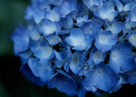 梅雨ときどき紫陽花｜ぱくたそフリー素材