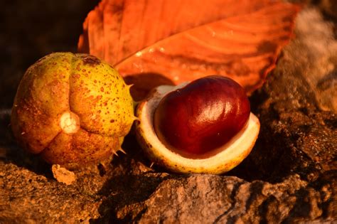 Castanhas Castanhas Da Ndia Foto Gratuita No Pixabay Pixabay