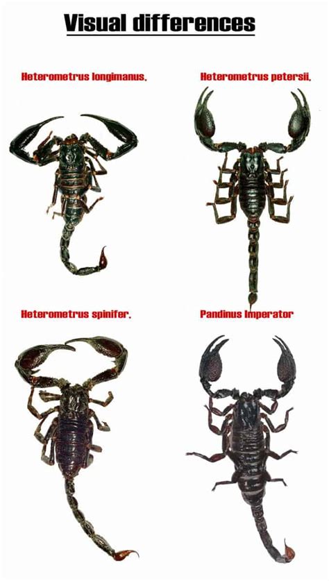 Differences Between Scorpions Genera Heterometrus And Pandinus