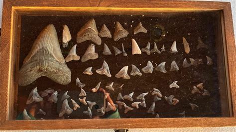 Maryland 9-year-old finds rare ancient shark tooth Christmas Day : NPR