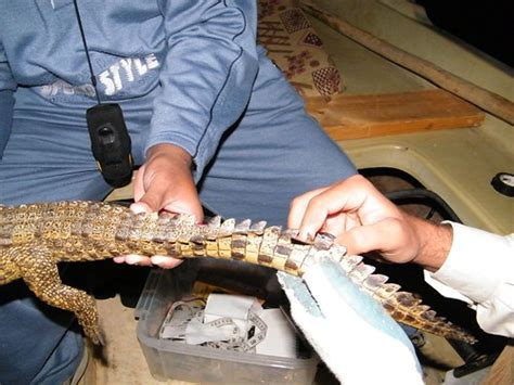 Nile Crocodile Conservation Case Study | The Mohamed bin Zayed Species ...