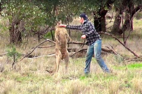 Sad circumstances led to man punching kangaroo - Men's Journal