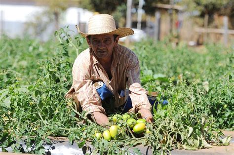 ¿sabe Cómo Funciona La Agricultura En México Descúbralo Aquí