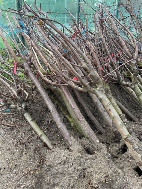 Vente d arbres en grande quantité pour professionnels à Arles