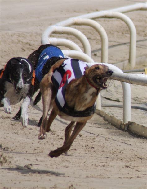 Brighton and Hove Greyhound Stadium Tours - Book Now | Expedia