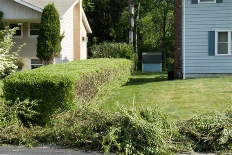 Trim Overgrown Hedges Galena Lawn Care Llc