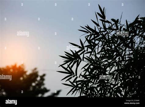 Bamboo with silhouette at the sunset Stock Photo - Alamy