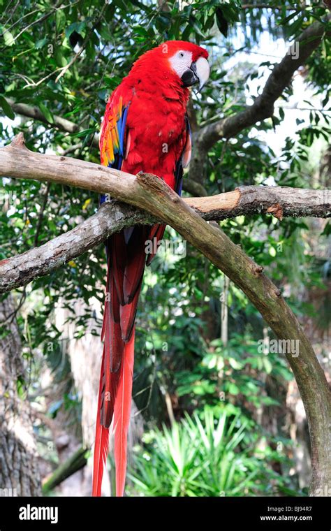 Scarlet Macaw Ara Macao Fotos Und Bildmaterial In Hoher Auflösung Alamy