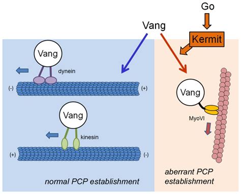 Kinesin Motor Proteins 3