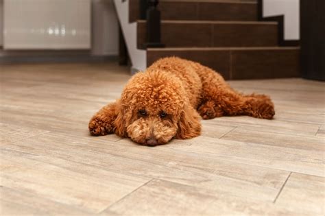 Cachorro De Caniche Est Tendido En El Suelo Con Una Expresi N Triste