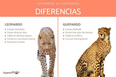 Caracter Sticas Del Leopardo Todo Lo Que Debes Saber