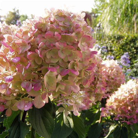 Rispen Hortensie Limelight Native Plants Pflanzenversand