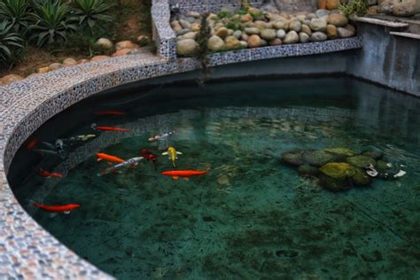 Indoor Fish Pond Design