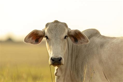 Nelore Tudo O Que Você Precisa Saber Sobre A Raça Canal Agro Estadão