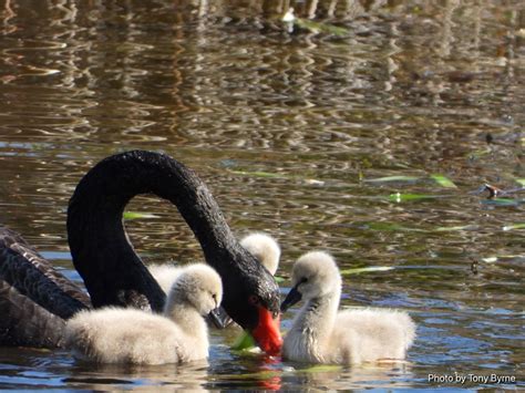 Black Swan With Her Signets Tony Flickr