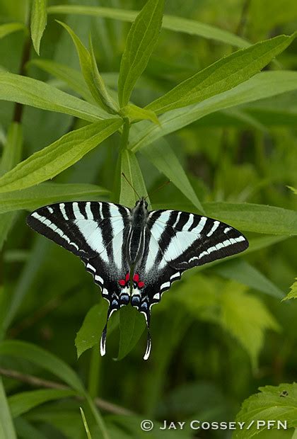 Zebra Swallowtail R Shawneesf Oh Pfn Zebra Swallowtail Flickr