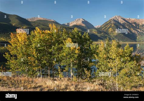 Colorful Rocky Mountain Aspen Trees In Early Fall With Mount Hope And