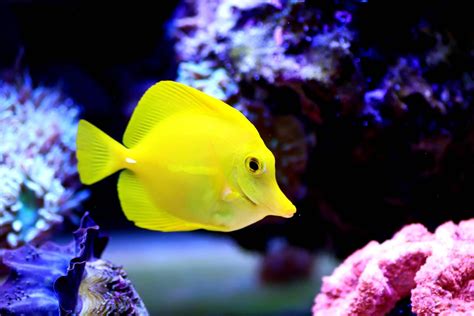 Yellow Reef Fish 8 Species To Add To Your Aquarium