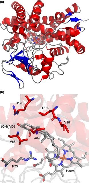 Crystal Structure Of Cyp A From Streptomyces Griseolus A Cartoon