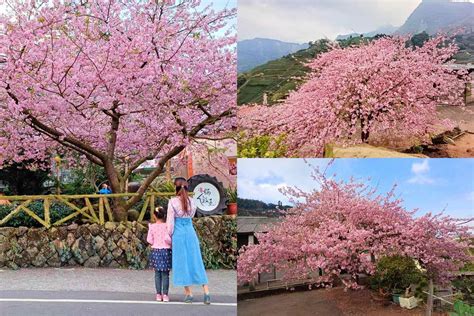 樟樹湖河津櫻王嘉義梅山太和櫻榖王茶亭，櫻后、櫻貴妃私房秘境報你知 天生寶家族