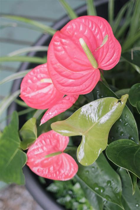 10 Conseils pour Encourager Vos Anthuriums à Fleurir I hear about