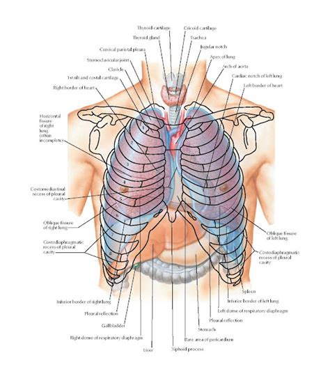 Topography Of Lungs Anterior View Anatomy Pediagenosis