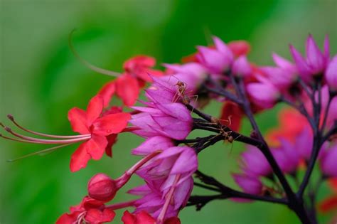 Clerodendrum Thomsoniae é Uma Espécie De Planta Com Flor Do Gênero