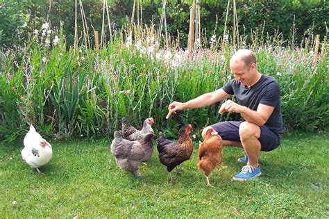 Les Fientes De Poules Pour Enrichir Son Potager Terra Potager