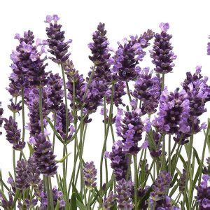 Lavandula Angustifolia Ellagance Purple Proctors Nursery