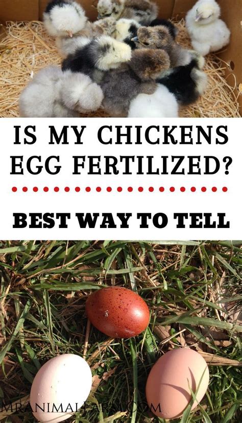 How To Tell If Your Chicken Egg Is Fertile Raising Backyard Chickens Backyard Chicken Farming