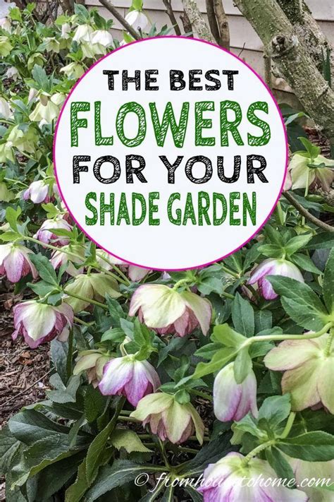 Gorgeous Plants That Grow In Shade Shade Loving Perennials Ground