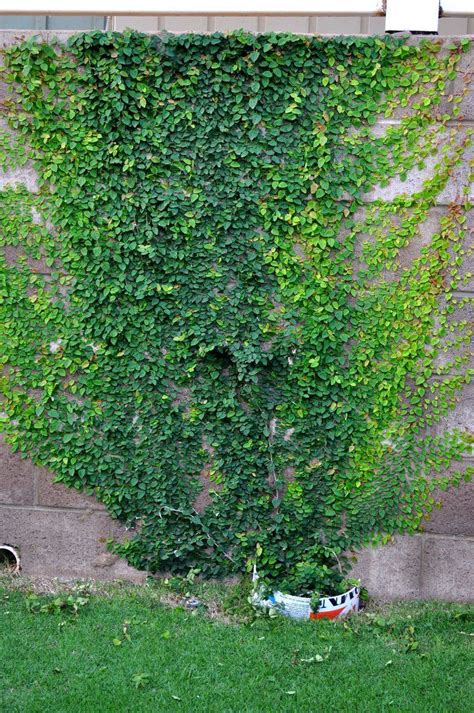 Planta Trepadora Que Se Sujeta A Los Muros