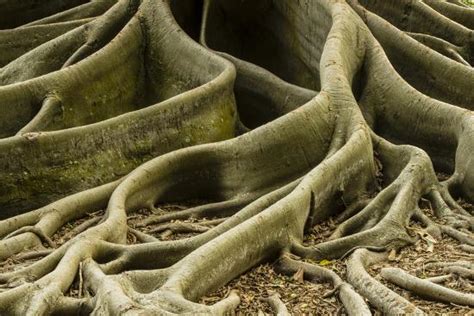 'Buttress Roots of Large Evergreen Banyan Tree, Sarasota, Florida, USA ...