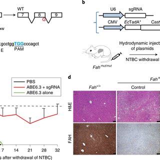 Adenine Base Editing Rescues Liver Disease Phenotype In A Mouse Model