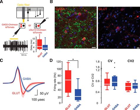 Differential Coding Strategies In Glutamatergic And Gabaergic Neurons