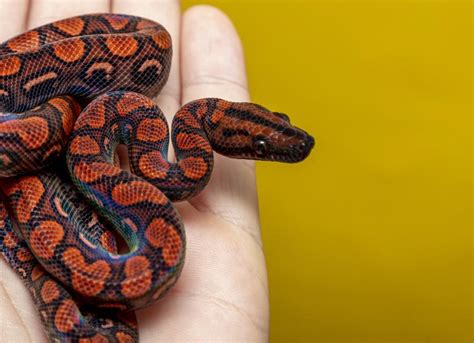 Brazilian Rainbow Boa Care Sheet Petmd