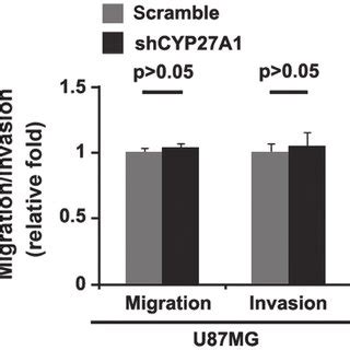 CYP27A1 Overexpression Does Not Affect Migration And Invasion In