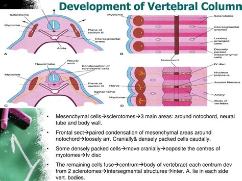 Ppt Embryology Development Of Dermatomusculoskeletal System