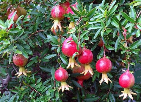 Growing Pomegranate In Containers Pots Backyards Agri Farming