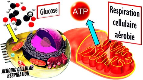 Respiration cellulaire aérobie définition et explications YouTube