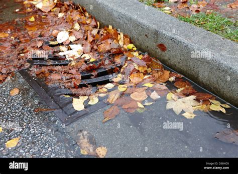 Fallen Autumn Leaves Blocking Storm Water Run Off Drain Vancouver Bc