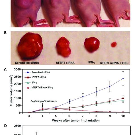 Inhibition Of S C Solid Tumor Development In Nude Mice After Treatment