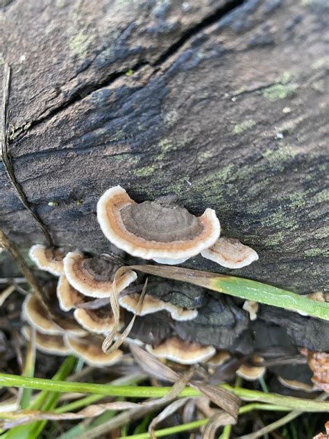 Are these turkey tails? : r/foraging