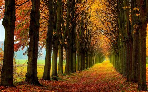 Papéis de Parede Cenário bonito da natureza floresta árvores outono