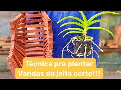 Como Plantar Orqu Dea Vanda Em Cachep De Madeira Vasos Para