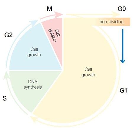 Cell Cycle Assays for Flow Cytometry | Thermo Fisher Scientific - HK