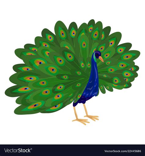 Peacock Icon Cartoon Style Royalty Free Vector Image Watercolor Peacock Peacock Vector